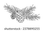 Spruce branch with pinecone. Vector illustration of pine cone and fir twig. Hand drawn graphic clip art on isolated background. Christmas tree outline sketch. Black contour line art