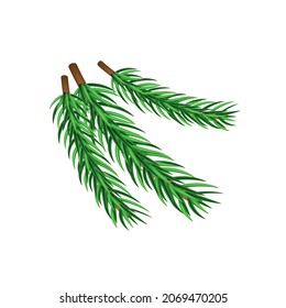 Spruce branch. Realistic 3d pine branch. Vector illustration isolated on white background.