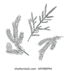 Spruce branch set. Collection of fir-tree vector illustration. Pine sketch