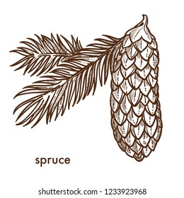 Spruce branch of tree, leaves and cone isolated icon