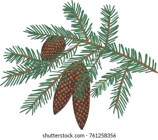 Spruce branch - Vector art 