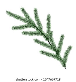 Spruce branch. Vector element for the design. Christmas illustration.