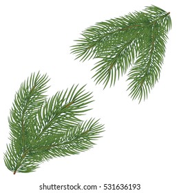 Spruce branch. Vector illustration, isolated on white background. Suitable for creating Christmas cards, New Year presentations, banners