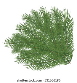 Spruce branch. Vector illustration, isolated on white background. Suitable for creating Christmas cards, New Year presentations, banners