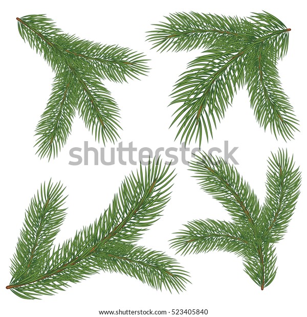 Spruce Branch Vector Illustration Isolated On Stock Vector Royalty Free 523405840 Shutterstock 