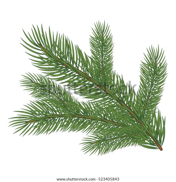 Spruce Branch Vector Illustration Isolated On Stock Vector (Royalty