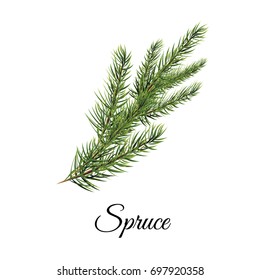 Spruce branch vector illustration. Realistic spruce branch