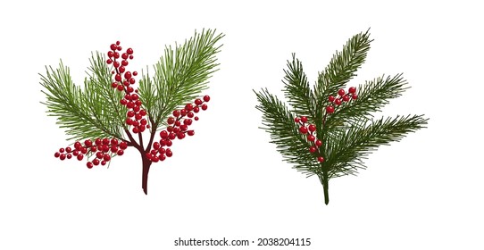 Spruce branches with berries. vector illustration. Winter branches for decorating postcards, ornaments. Red winter berries, fir branches.