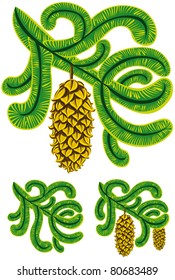 Spruce branches with cones vector illustrations set.