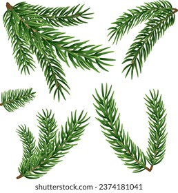 Zweige von verschiedenen Formen und Längen auf transparentem Hintergrund. Reihe verschiedener Weihnachtsbaumzweige. Dekor für Weihnachtsbaum.