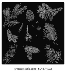 Spruce branches and fir cones, vector