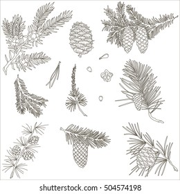 Spruce branches and fir cones, vector