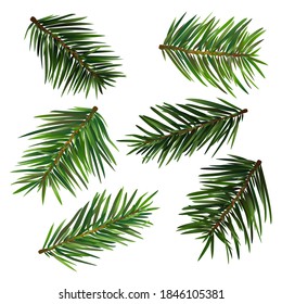 Spruce branches isolated on white. Vector illustration.