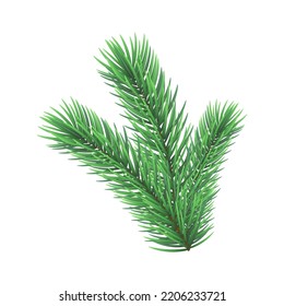 Spruce branches isolated on a white background