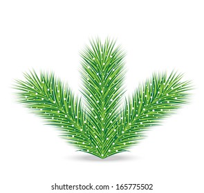 spruce branches on a white background, vector illustration