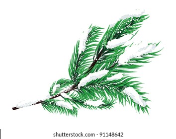 Spruce branches with snow
