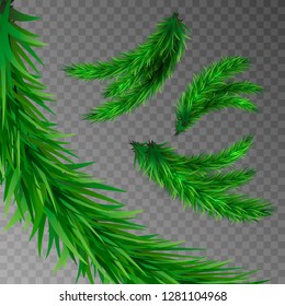 spruce branches vector