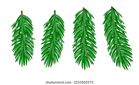 Spruce branches vector illustration set. Various Christmas tree twigs. Evergreen conifer foliage. Botanical design elements.