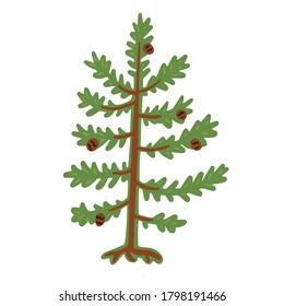 Spruce. Color vector illustration in the flat style.