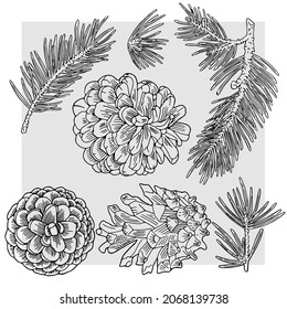 Spruce cones and branches are drawn with a black line. The form is transparent on a gray background. Suitable for Christmas patterns, cards and packaging.