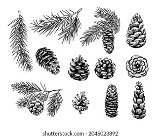 Spruce cones. Hand drawn sketch illustrations. Vector set