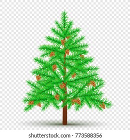 Spruce with cones on transparent background. Christmas fir tree and pine cone in branches. Green needles plant with shadow. New Year pine fir-tree