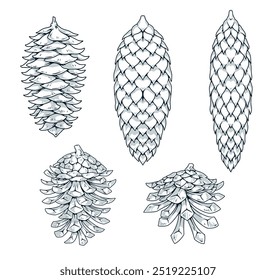 Spruce cones set emblems with seeds hidden in cells of cone fallen from conifer fir after onset autumn vector illustration