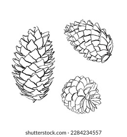 Spruce cones. Vector sketch illustrations. Watercolor image of fir cone on white background.