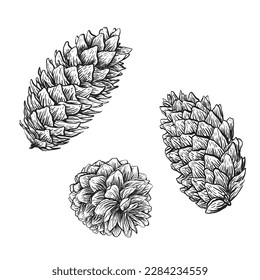 Spruce cones. Vector sketch illustrations. Watercolor image of fir cone on white background.