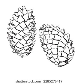 Spruce cones. Vector sketch illustrations. Watercolor image of fir cone on white background.