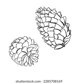 Spruce cones. Vector sketch illustrations. Watercolor image of fir cone on white background.
