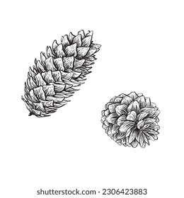 Spruce cones. Vector sketch illustrations. Watercolor image of fir cone on white background.