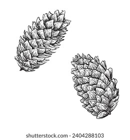 Spruce cones. Vector sketch illustrations. Watercolor image of fir cone on white background. Bundle with outline drawing. Sketch in line art style painted by black inks.