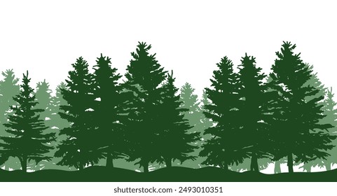 Spruce forest silhouette on white background. Pine forest