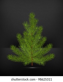 Spruce, high-quality vector