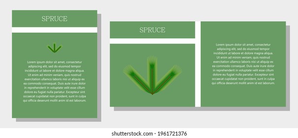 Spruce. Information banner or tag in two designs. Description and useful properties of spruce. Template for essential oil, spices. Brochure with empty space for text.