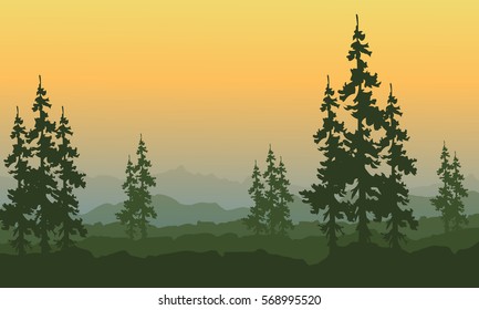 Spruce landscape at spring with orange sky