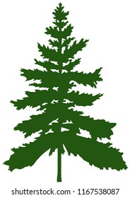 Spruce is one of the species of conifers, vector illustration
