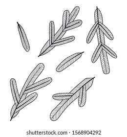 Spruce, pine branches. Black and white outline illustration for coloring book and page. Christmas symbols for greeting cards