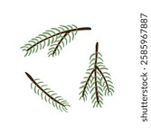 spruce pine branches on white background