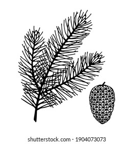 Spruce and pine cone. Vector stock illustration еps10. 