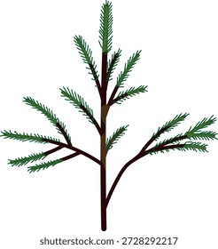 Retoño de abeto con agujas verdes