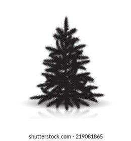 spruce silhouette with reflection and shadow on white background