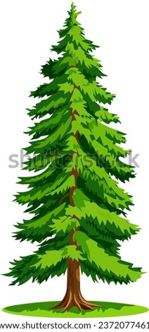 Spruce tall tree in full growth in realistic style  Evergreen coniferous tree  Vector