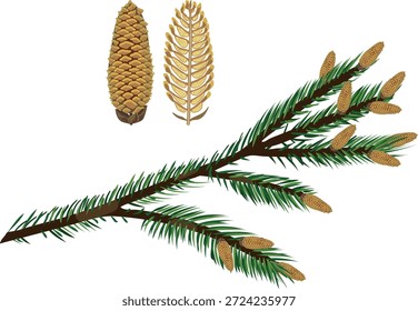 Spruce tree branch with male spruce cones isolated on white background