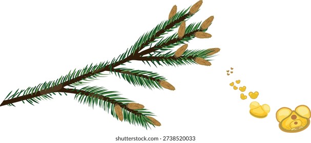 Spruce tree branch with male spruce cones and flying pollen grains of gymnosperm with two sac wing isolated on white background