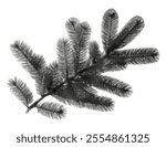 spruce tree branch with multiple needles isolated on white background retro halftone grunge dotted cut-out vintage pine collage element for mixed media design