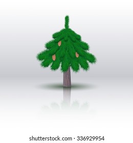 Spruce tree isolated on white background. Vector illustration.