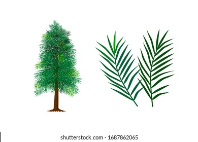 Spruce tree with leaves vector isolated 