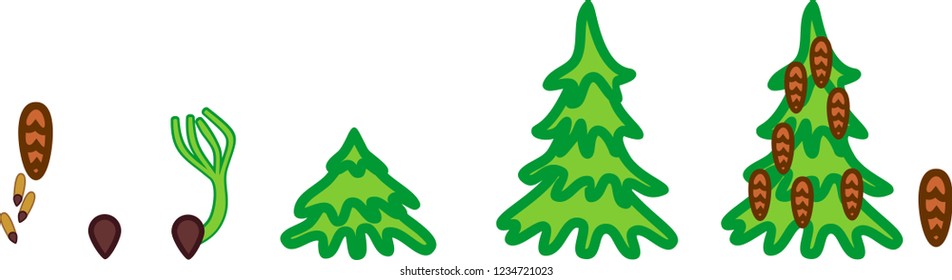Spruce tree life cycle. Stages of growth from seed to mature spruce tree with cones